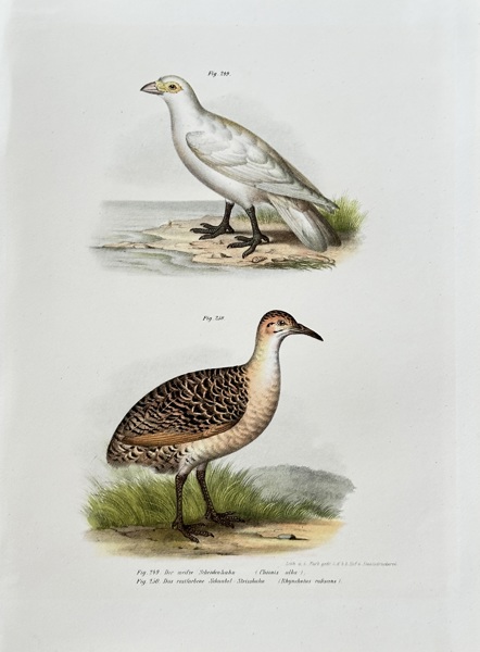 Leopold Joseph Fitzinger (1802–1884) – Snowy Sheathbill and Greater Painted-snipe – Hand-coloured lithograph (c. 1860-1865)