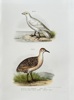 Leopold Joseph Fitzinger (1802–1884) – Snowy Sheathbill and Greater Painted-snipe – Hand-coloured lithograph (c. 1860-1865)