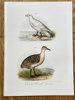 Leopold Joseph Fitzinger (1802–1884) – Snowy Sheathbill and Greater Painted-snipe – Hand-coloured lithograph (c. 1860-1865)