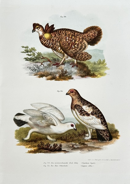Leopold Joseph Fitzinger (1802–1884) – Ptarmigan Species – Hand-coloured lithograph (c. 1860-1865)