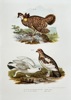 Leopold Joseph Fitzinger (1802–1884) – Ptarmigan Species – Hand-coloured lithograph (c. 1860-1865)