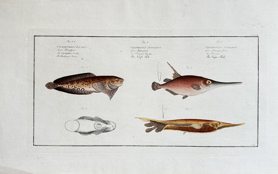 Marcus Elieser Bloch (1723–1799) – Thornback Boxfish and Trumpetfish – Hand-coloured engraving (c. 1785-1790)