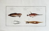 Marcus Elieser Bloch (1723–1799) – Thornback Boxfish and Trumpetfish – Hand-coloured engraving (c. 1785-1790)