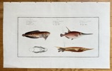 Marcus Elieser Bloch (1723–1799) – Thornback Boxfish and Trumpetfish – Hand-coloured engraving (c. 1785-1790)