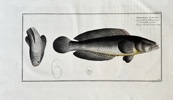 Marcus Elieser Bloch (1723–1799) – Spotted Snake-head – Hand-coloured engraving (c. 1790)