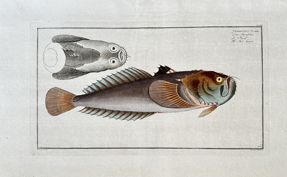 Marcus Elieser Bloch (1723–1799) – Weever Fish – Hand-coloured engraving (c. 1785)