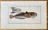 Marcus Elieser Bloch (1723–1799) – Weever Fish – Hand-coloured engraving (c. 1785)