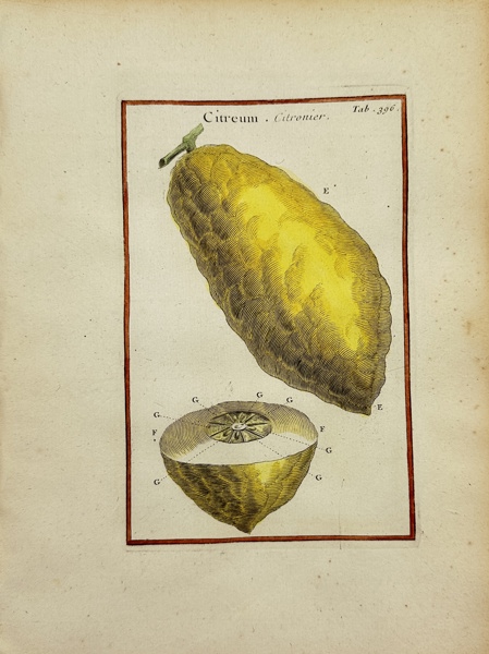 Joseph Pitton de Tournefort (1656–1708) after Claude Aubriet - Hand-coloured Engraving - Citreum - Citronier - Citrus