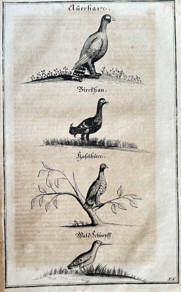 Hanns Friedrich von Fleming (1671–1733) – German Game Birds – Engraving (c. 1719-1724)