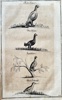 Hanns Friedrich von Fleming (1671–1733) – German Game Birds – Engraving (c. 1719-1724)