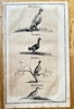 Hanns Friedrich von Fleming (1671–1733) – German Game Birds – Engraving (c. 1719-1724)