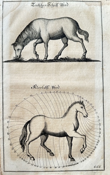 Hanns Friedrich von Fleming (1671–1733) – Horses for Shipping and Bloodletting – Engraving (c. 1719-1724)
