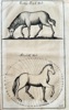 Hanns Friedrich von Fleming (1671–1733) – Horses for Shipping and Bloodletting – Engraving (c. 1719-1724)
