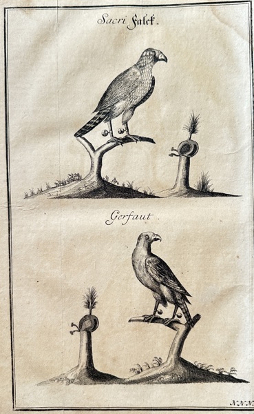 Hanns Friedrich von Fleming (1671–1733) – Sacred Falcon and Gyrfalcon – Engraving (c. 1719-1724)
