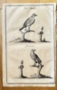 Hanns Friedrich von Fleming (1671–1733) – Sacred Falcon and Gyrfalcon – Engraving (c. 1719-1724)
