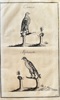 Hanns Friedrich von Fleming (1671–1733) – Lanner and Alphane Falcons – Engraving (c. 1719-1724)