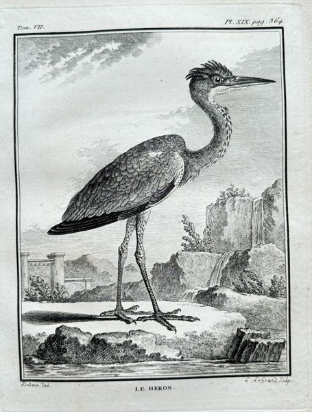Georges Louis Leclerc, Comte de Buffon – Le Héron (The Heron)