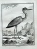 Georges Louis Leclerc, Comte de Buffon – Le Héron (The Heron)