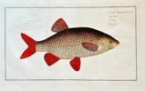 Marcus Elieser Bloch (1723–1799) – The Roach (Cyprinus erythrophthalmus)