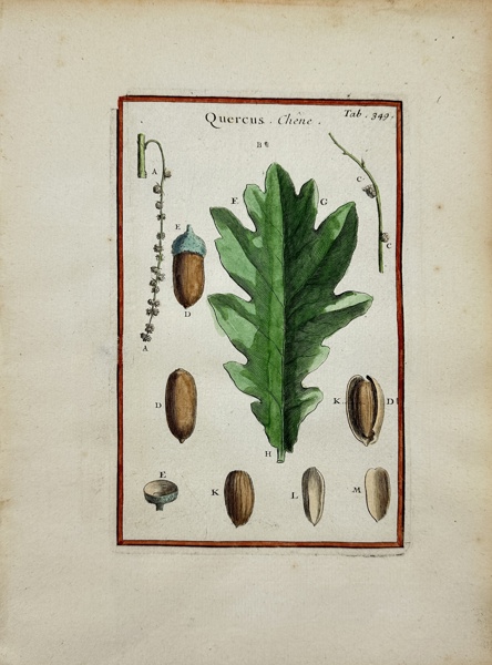 Joseph Pitton de Tournefort (1656–1708) after Claude Aubriet - Hand-coloured Engraving - Oak - Quercus