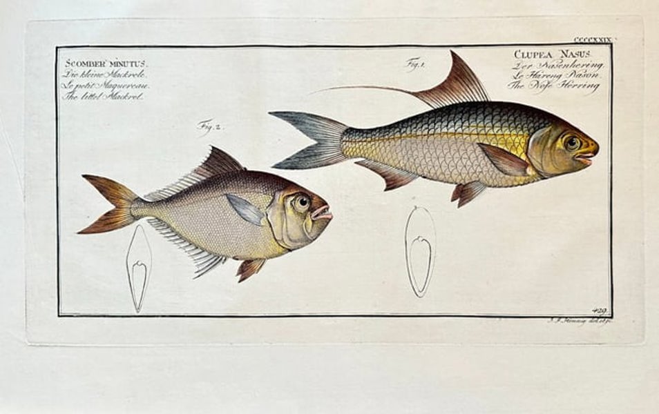 Marcus Elieser Bloch – Illustrations of a Nose Herring and a Mackerel