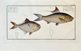 Marcus Elieser Bloch – Illustrations of a Nose Herring and a Mackerel