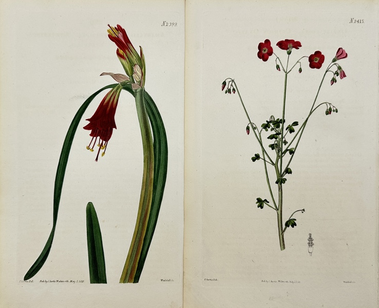 John Curtis (1791–1862) - Set of 2 Hand-coloured Botanical Prints - Phycella - Oxalis