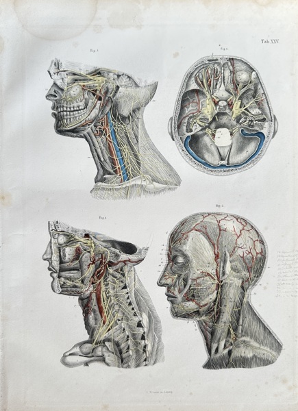 August Krausse (1803–1896) – Anatomy of the Human Head and Neck – Engraving (c. 1860)
