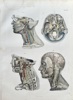August Krausse (1803–1896) – Anatomy of the Human Head and Neck – Engraving (c. 1860)
