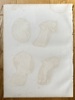 August Krausse (1803–1896) – Anatomy of the Human Head and Neck – Engraving (c. 1860)