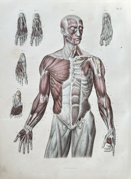 August Krausse (1803–1896) – Anatomy of the Human Muscular System – Hand-coloured engraving (c. 1860)