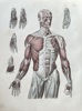 August Krausse (1803–1896) – Anatomy of the Human Muscular System – Hand-coloured engraving (c. 1860)