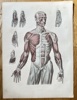 August Krausse (1803–1896) – Anatomy of the Human Muscular System – Hand-coloured engraving (c. 1860)