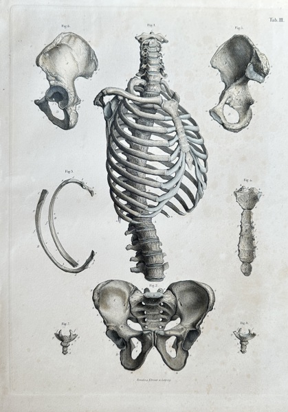 Julius von Henle (1809–1885), Krausse (active c. 1850s) and Eltzner (active c. 1850s) – Anatomy of the Human Torso Skeleton – Hand-coloured engraving (c. 1860)