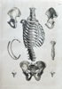 Julius von Henle (1809–1885), Krausse (active c. 1850s) and Eltzner (active c. 1850s) – Anatomy of the Human Torso Skeleton – Hand-coloured engraving (c. 1860)