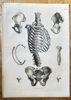 Julius von Henle (1809–1885), Krausse (active c. 1850s) and Eltzner (active c. 1850s) – Anatomy of the Human Torso Skeleton – Hand-coloured engraving (c. 1860)
