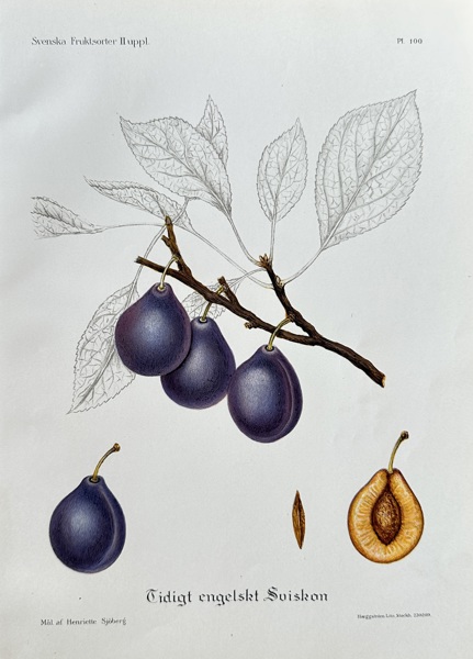 Henriette Sjoberg  (1842–1915) – Early English Plum – Hand-coloured lithograph (1888)