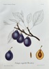 Henriette Sjoberg  (1842–1915) – Early English Plum – Hand-coloured lithograph (1888)