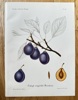 Henriette Sjoberg  (1842–1915) – Early English Plum – Hand-coloured lithograph (1888)