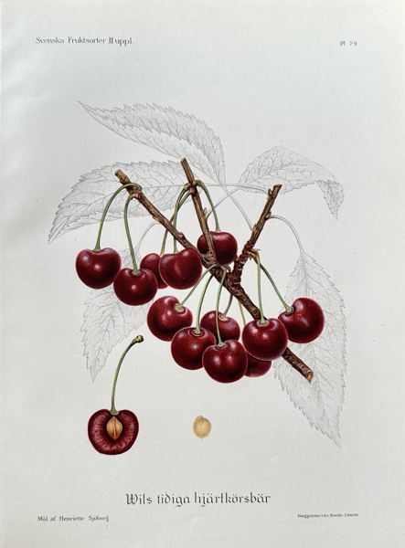 Henriette Sjoberg  (1842–1915) – Wild's Early Heart Cherry – Hand-coloured lithograph (1888)
