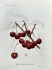 Henriette Sjoberg  (1842–1915) – Wild's Early Heart Cherry – Hand-coloured lithograph (1888)