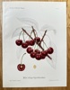 Henriette Sjoberg  (1842–1915) – Wild's Early Heart Cherry – Hand-coloured lithograph (1888)