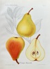 Henriette Sjoberg  (1842–1915) – Clapp's Favorite – Hand-coloured lithograph (1888)