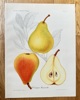 Henriette Sjoberg  (1842–1915) – Clapp's Favorite – Hand-coloured lithograph (1888)