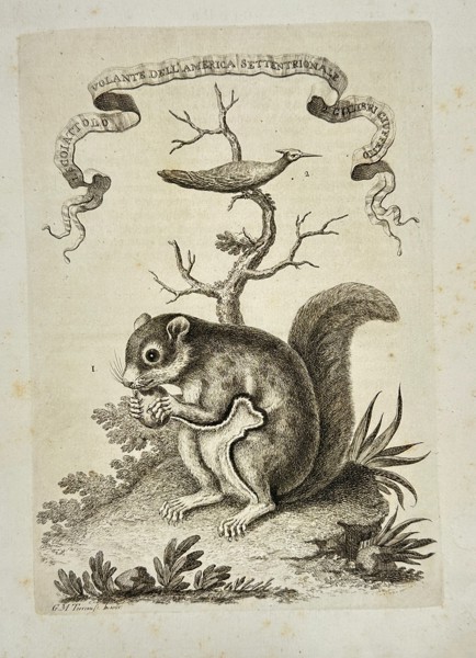 Giuseppe Maria Terreni – Flying Squirrel and Hummingbird – Copperplate Engraving