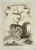 Giuseppe Maria Terreni – Flying Squirrel and Hummingbird – Copperplate Engraving