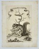 Giuseppe Maria Terreni – Flying Squirrel and Hummingbird – Copperplate Engraving