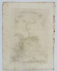 Giuseppe Maria Terreni – Flying Squirrel and Hummingbird – Copperplate Engraving