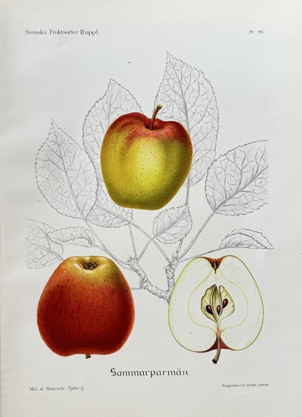 Henriette Sjoberg  (1842–1915) – Summer Pearmain – Hand-coloured lithograph (1888)