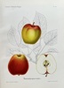 Henriette Sjoberg  (1842–1915) – Summer Pearmain – Hand-coloured lithograph (1888)